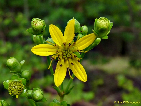 {Silphium compositum}